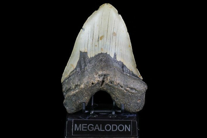 Fossil Megalodon Tooth - + Foot Shark #75537